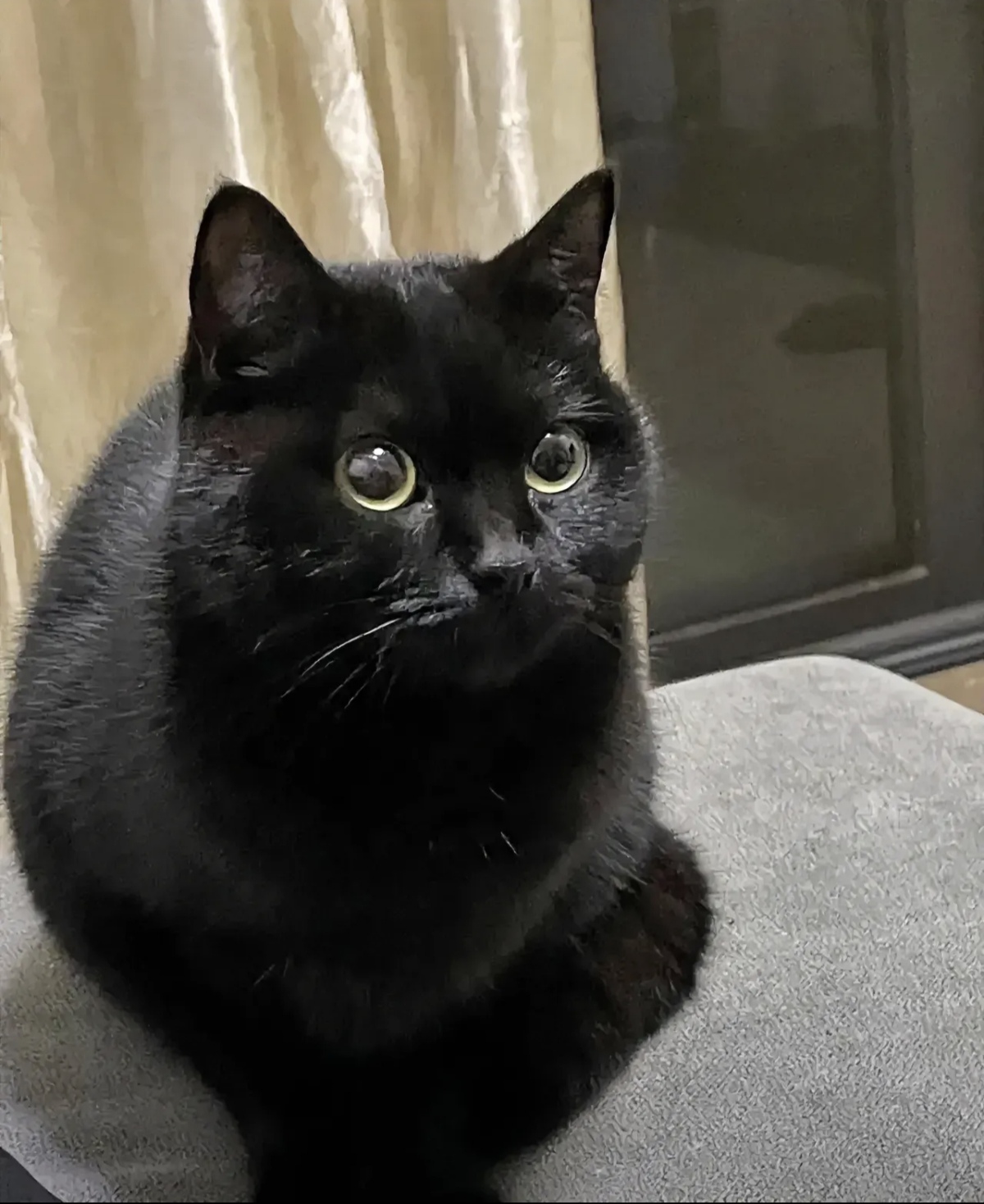 大家都说黑猫是玄猫,以前我都不信,可自打原野来到我家,8 个月大的