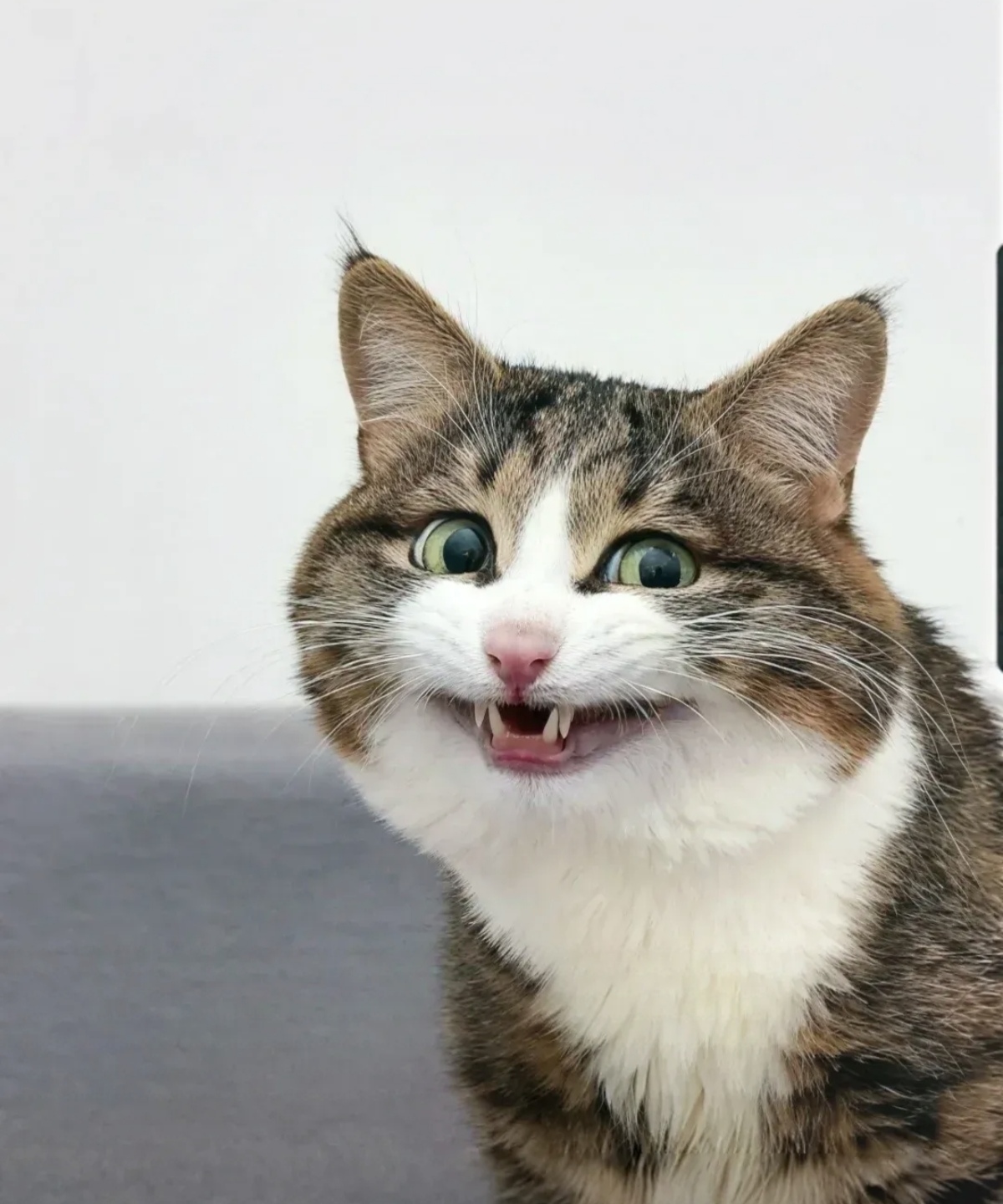远方二姨家有老鼠我家 猫满月后老妈让我去给二姨家送只猫结果碰到