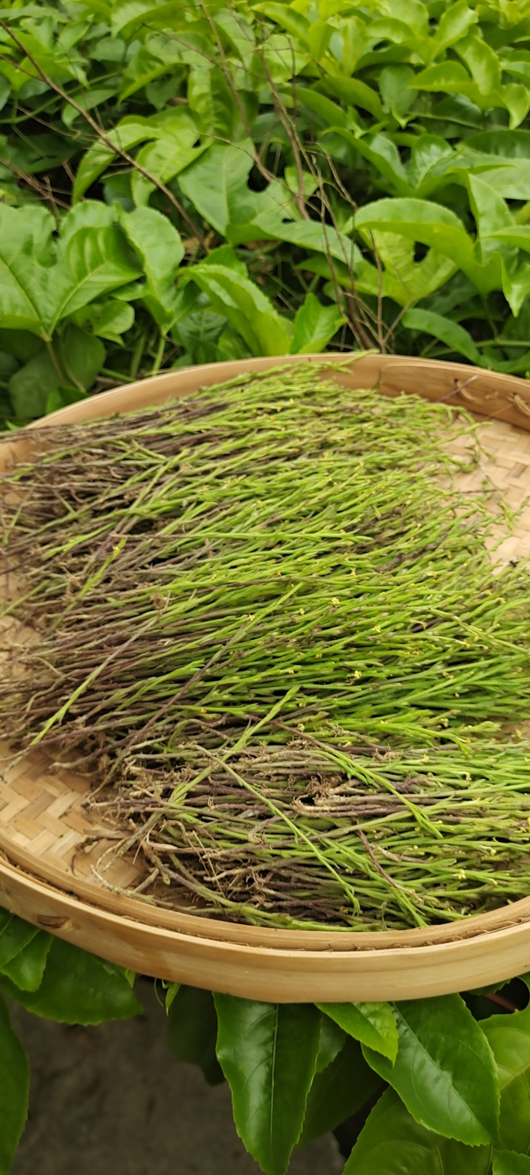 今天拔了这么多晒干可能就是几十两而已,这种一般都