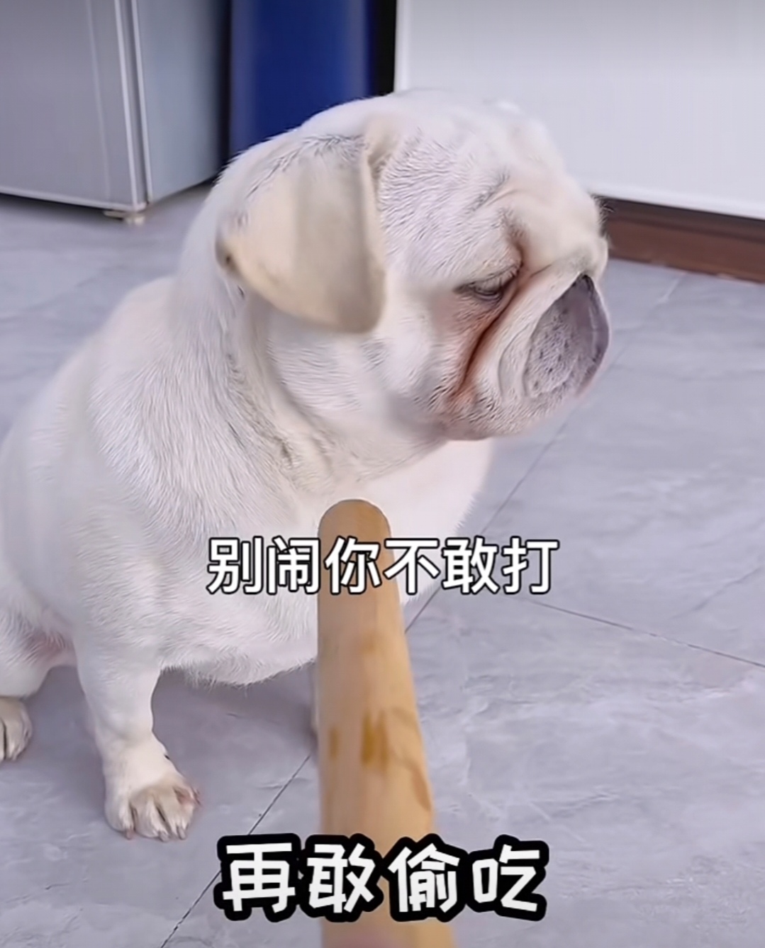 男主人吓唬它,女主人一来,它马上装瘸,真是太搞笑了,让人忍俊不禁!