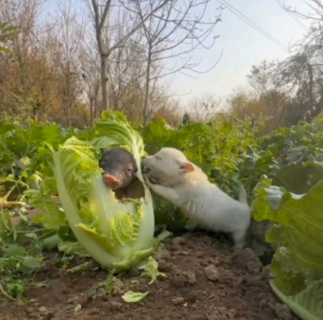 猪拱白菜现实图片