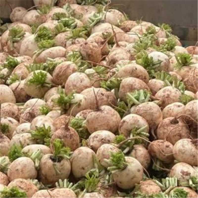 那是一种圆白萝卜,重来没有见过,有人认识它吗?