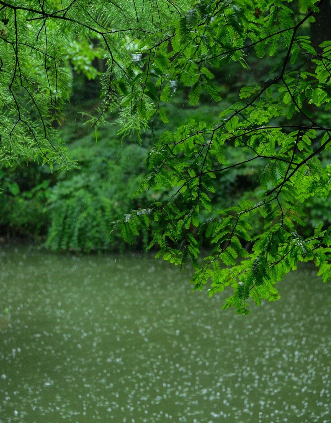 细雨绵绵,我在路边撑着伞漫步,温柔的风混着雨水,带来一丝丝凉爽与
