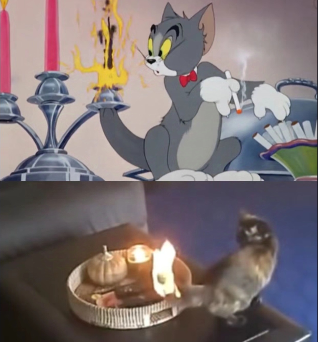 都说猫和老鼠是虚构的,但其实它不是骗人的而是写实.