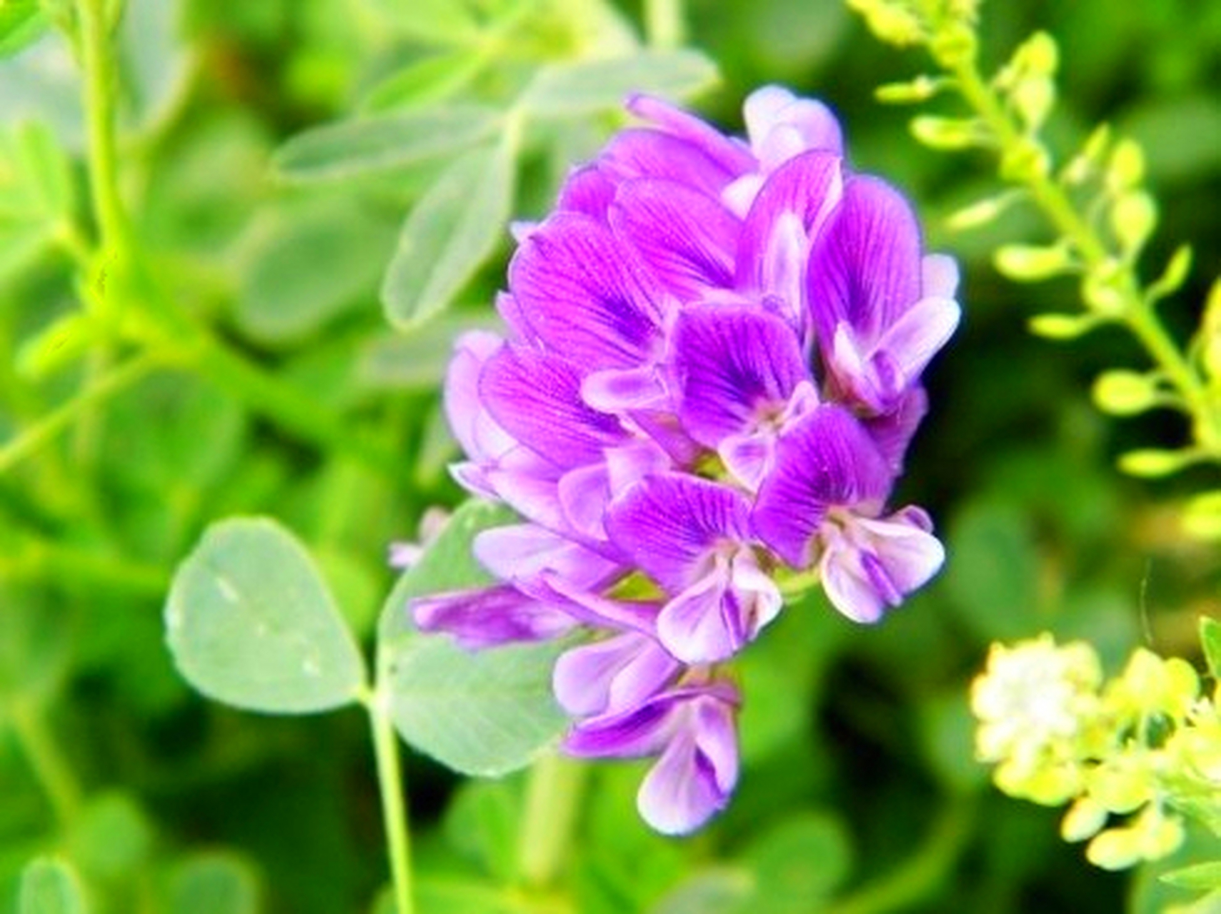 苜蓿花(紫花苜蓿種植技術和方法)