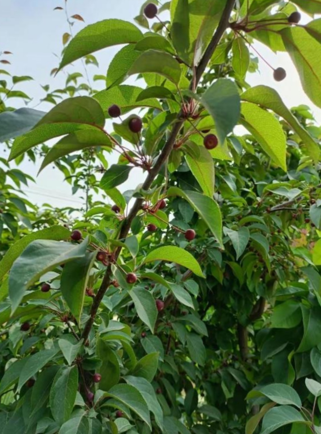 朋友的姥姥家,院中栽了好多的果树,其中一棵树和别的长的不一样,长得