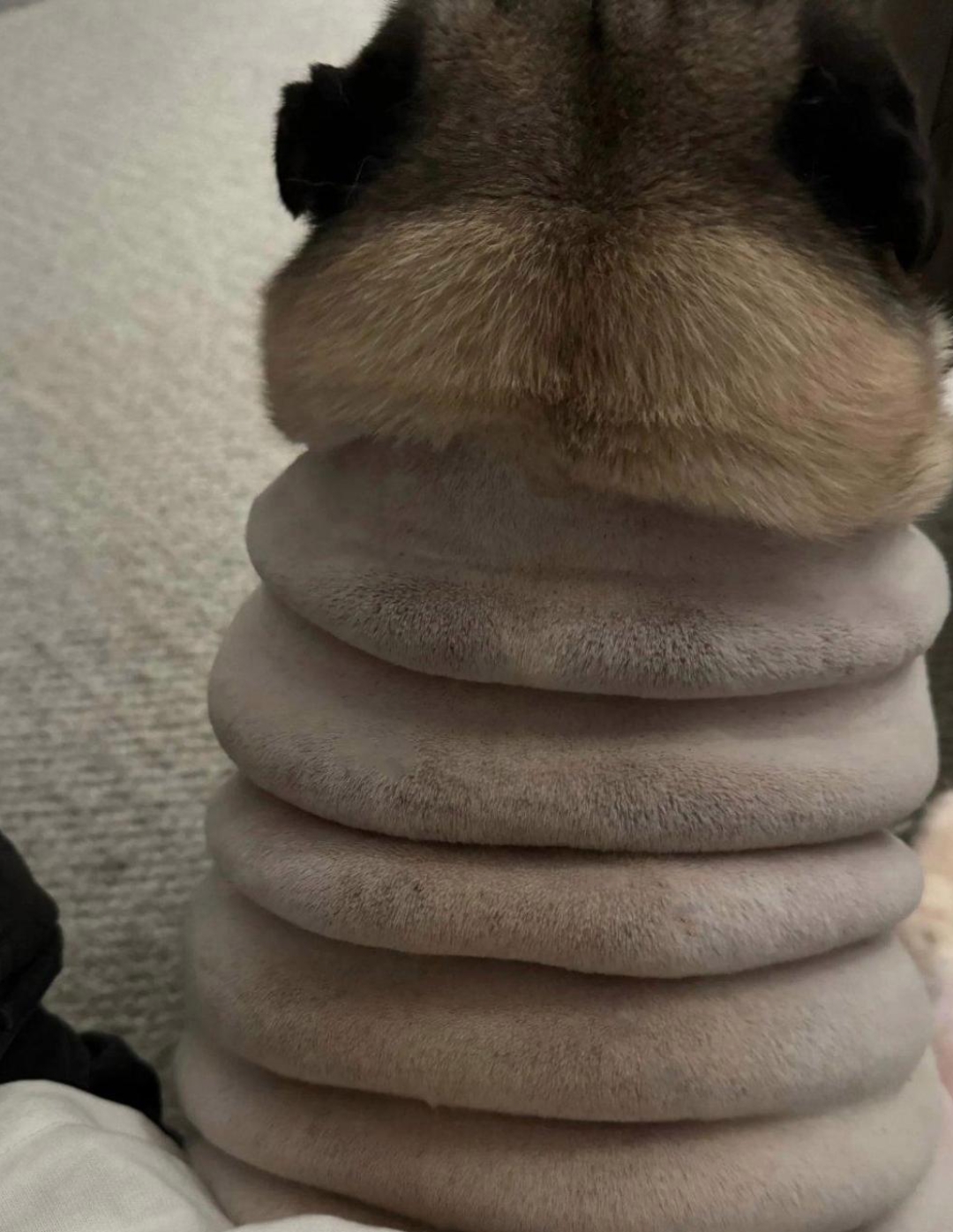 把八哥的毛剃了