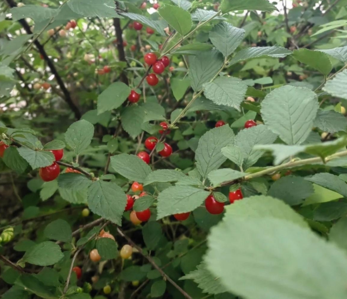 这是路边的樱桃吗?这樱桃真诱人,看起来又红又甜.