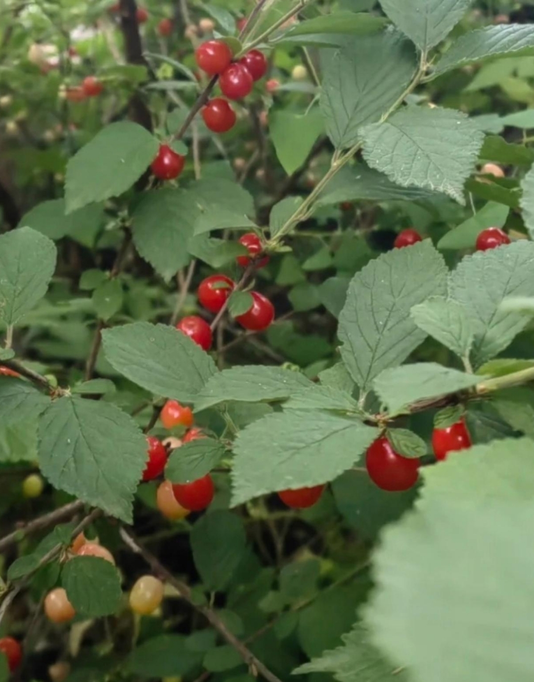 这是路边的樱桃吗?这樱桃真诱人,看起来又红又甜.