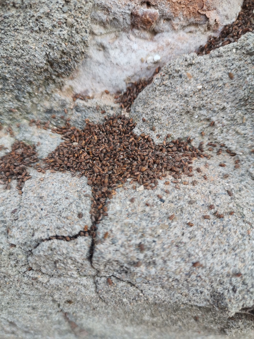 这是什么虫子的虫卵?