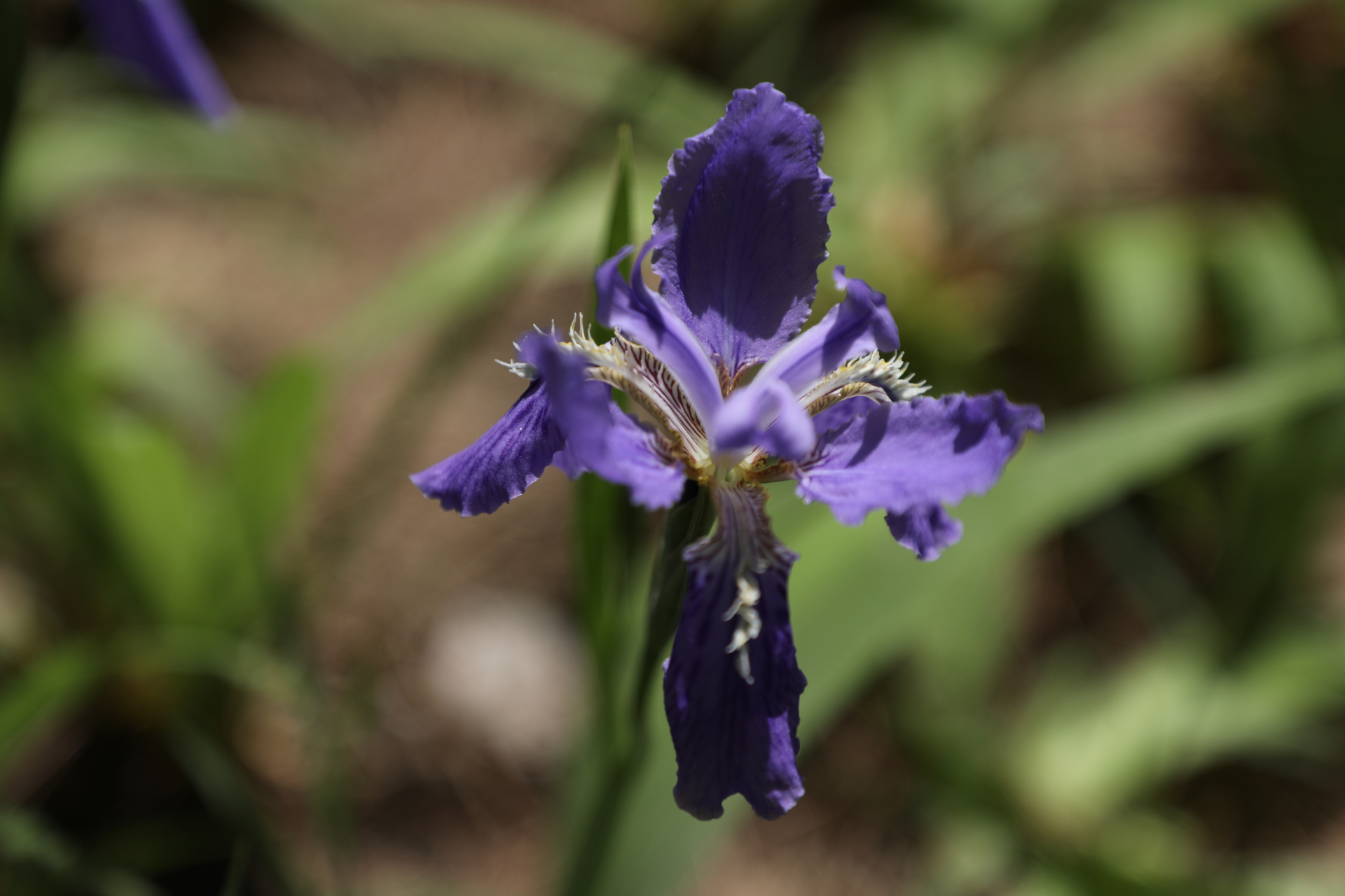 鸢尾,鸢尾科鸢尾属的多年生草本植物,根茎粗壮;花蓝紫色,上端膨大成