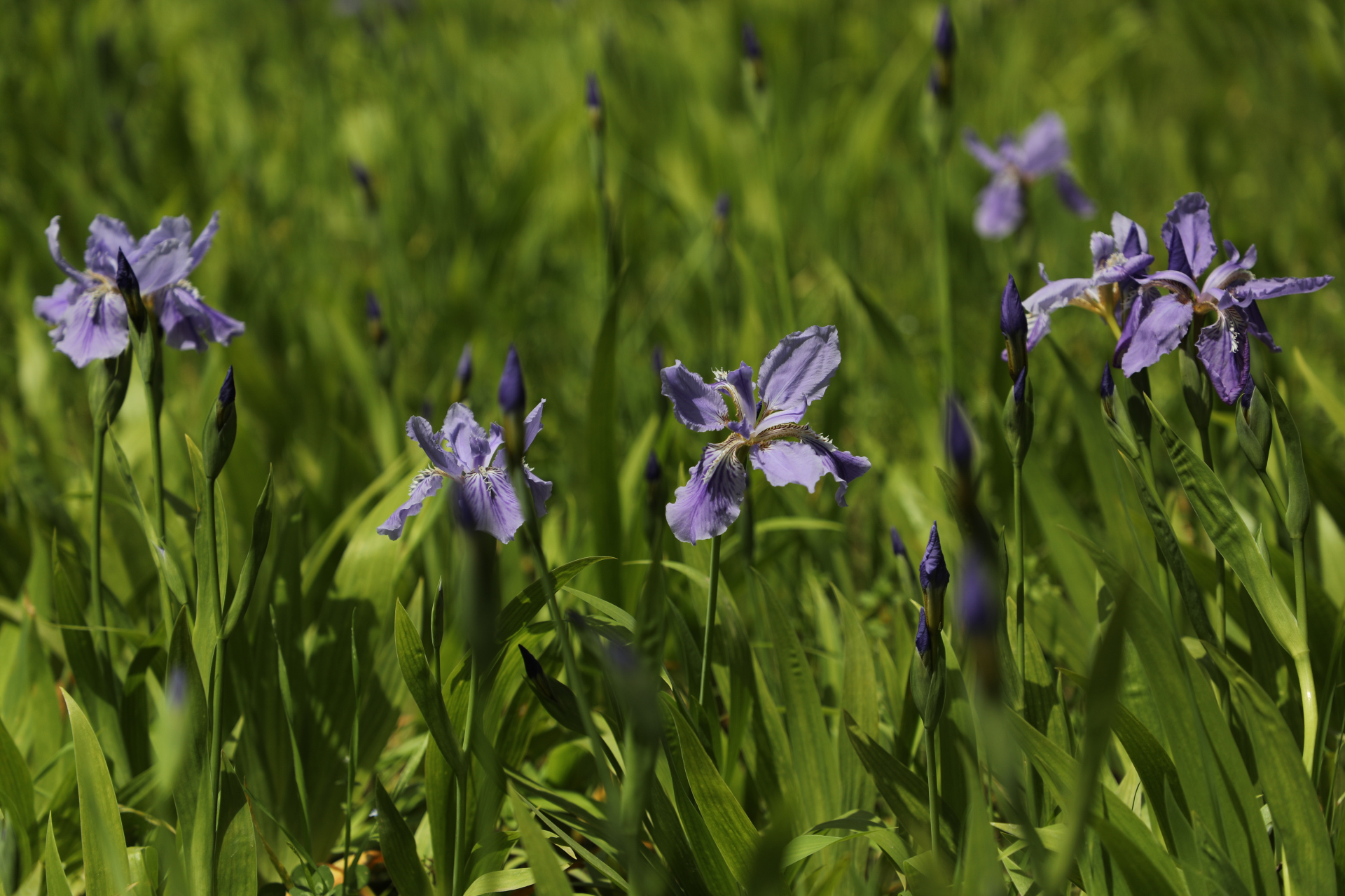 鸢尾,鸢尾科鸢尾属的多年生草本植物,根茎粗壮;花蓝紫色,上端膨大成