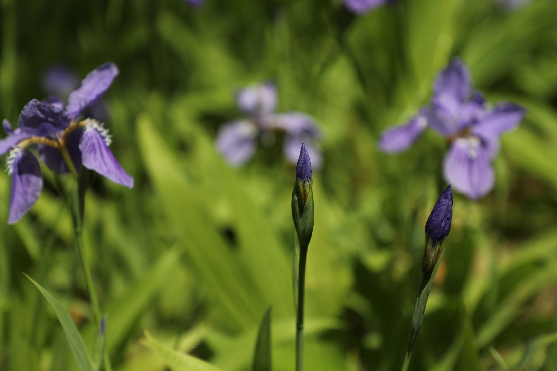 鸢尾,鸢尾科鸢尾属的多年生草本植物,根茎粗壮;花蓝紫色,上端膨大成