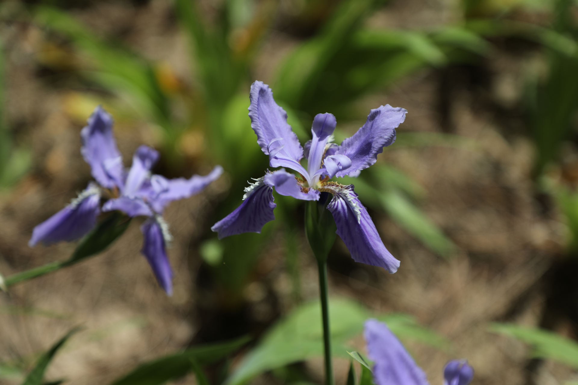 鸢尾,鸢尾科鸢尾属的多年生草本植物,根茎粗壮;花蓝紫色,上端膨大成