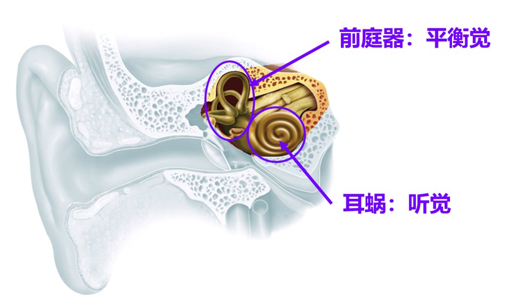 前庭系统位于内耳,与听觉系统的重要部分