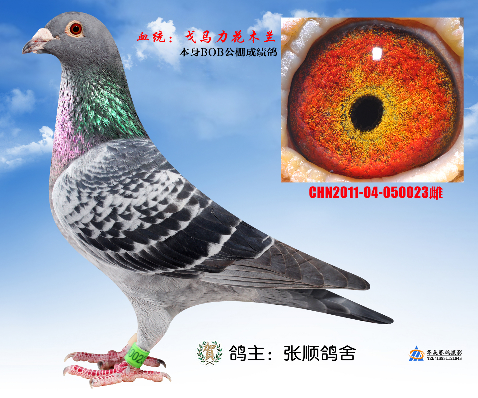 我的黄金配对