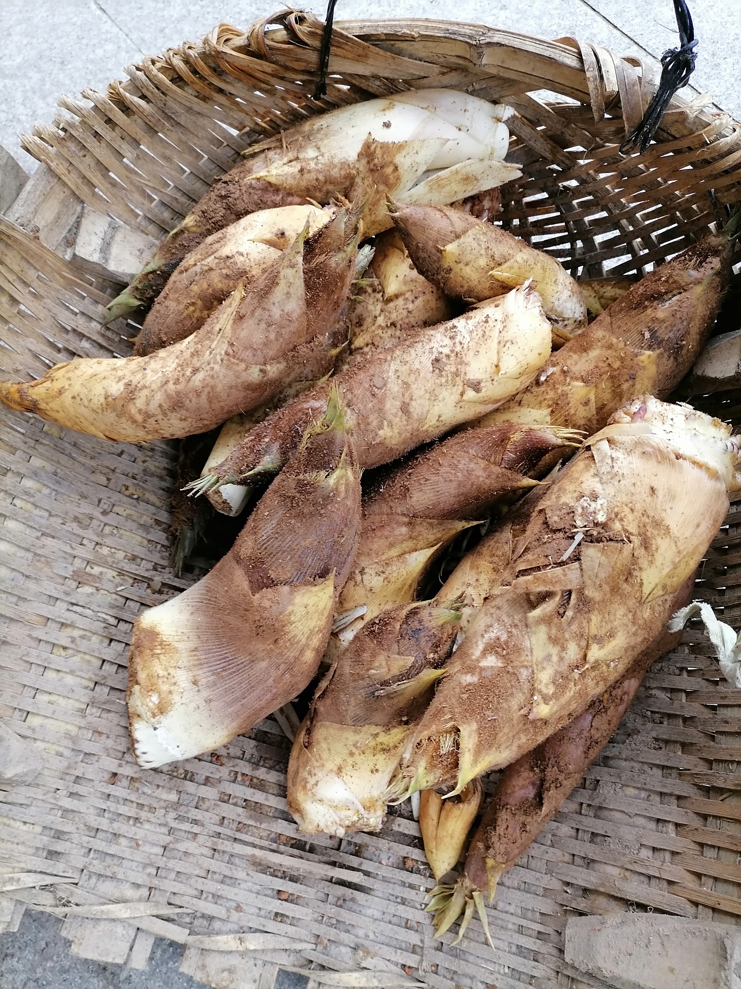 天气异常,安吉白茶生长缓慢.采摘等得急人啊!竹笋长势喜人,挖得开心!