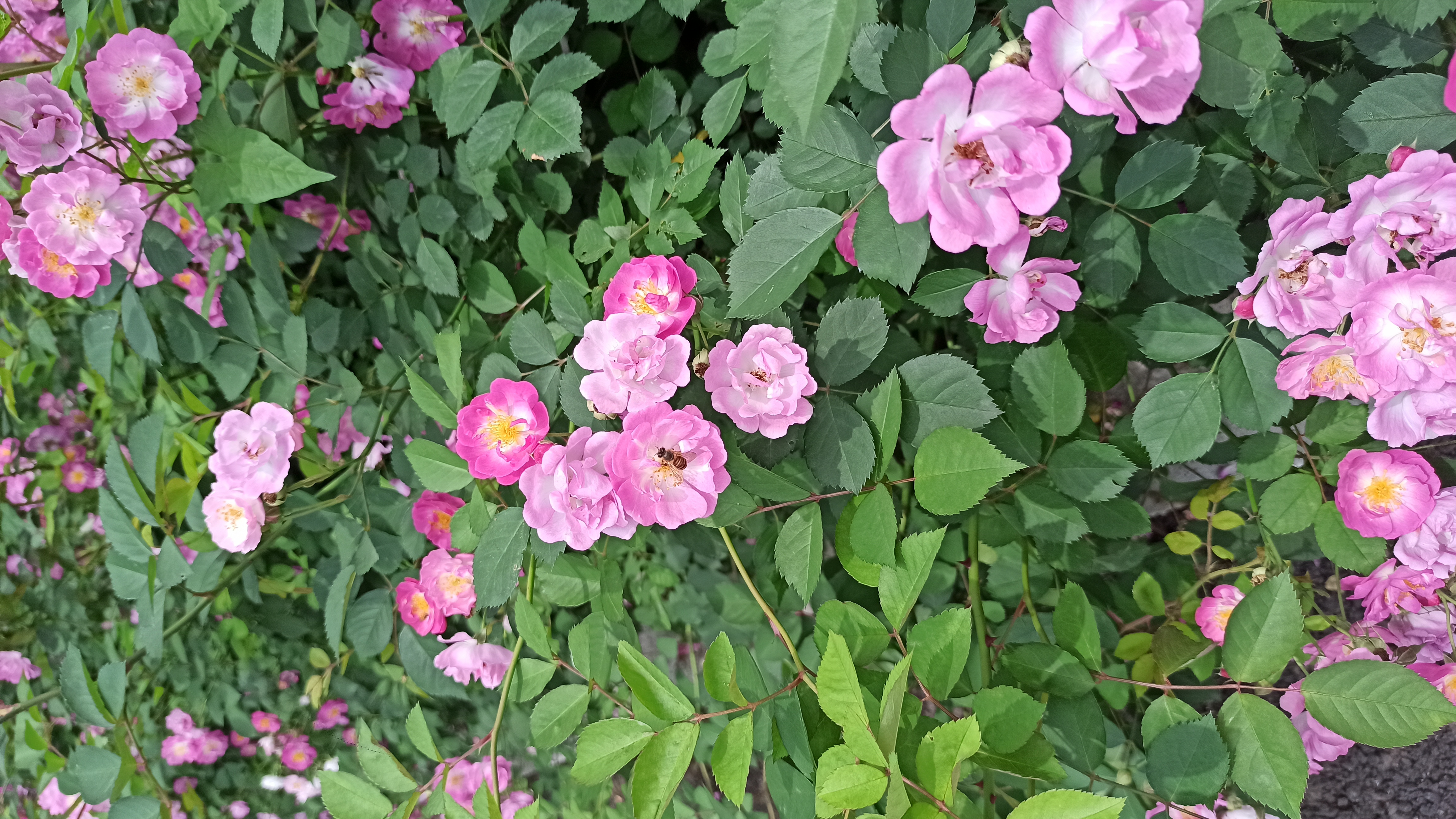 暗香飘逸蜂蝶恋,风姿绰约路人至.#现代诗友会