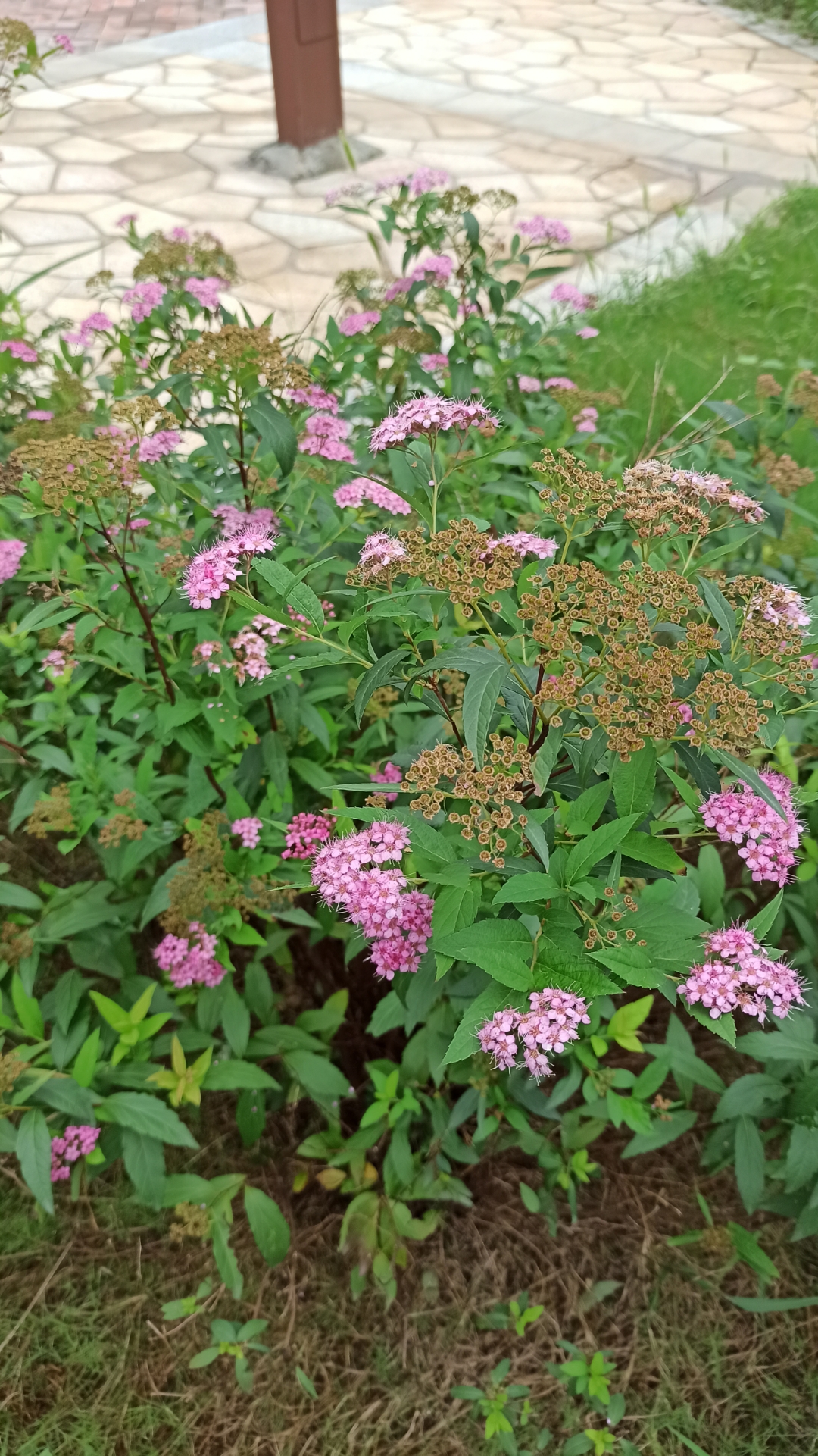 粉花绣线菊 花花相映如繁星, 缕缕紧簇若朝霞.