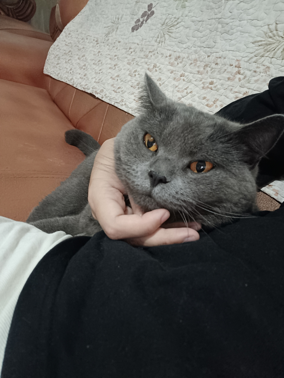 英国短毛猫,橙色眼眸里藏着故事,此刻它正沉醉于宁静的午后.
