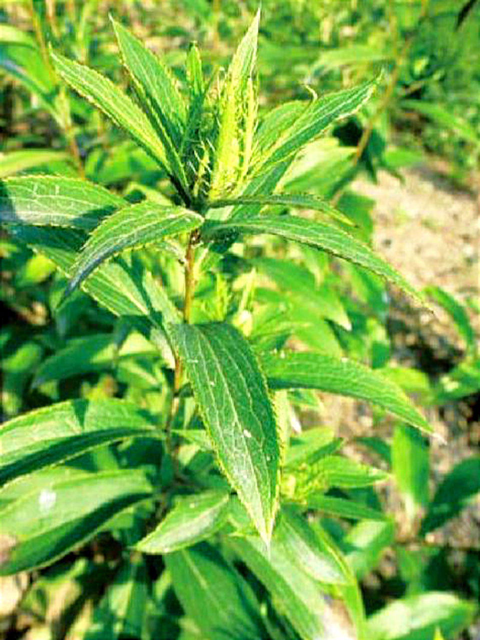 [眼部健康养生必备小常识(三十七)]   从养生保健的角度来看,苍术可以