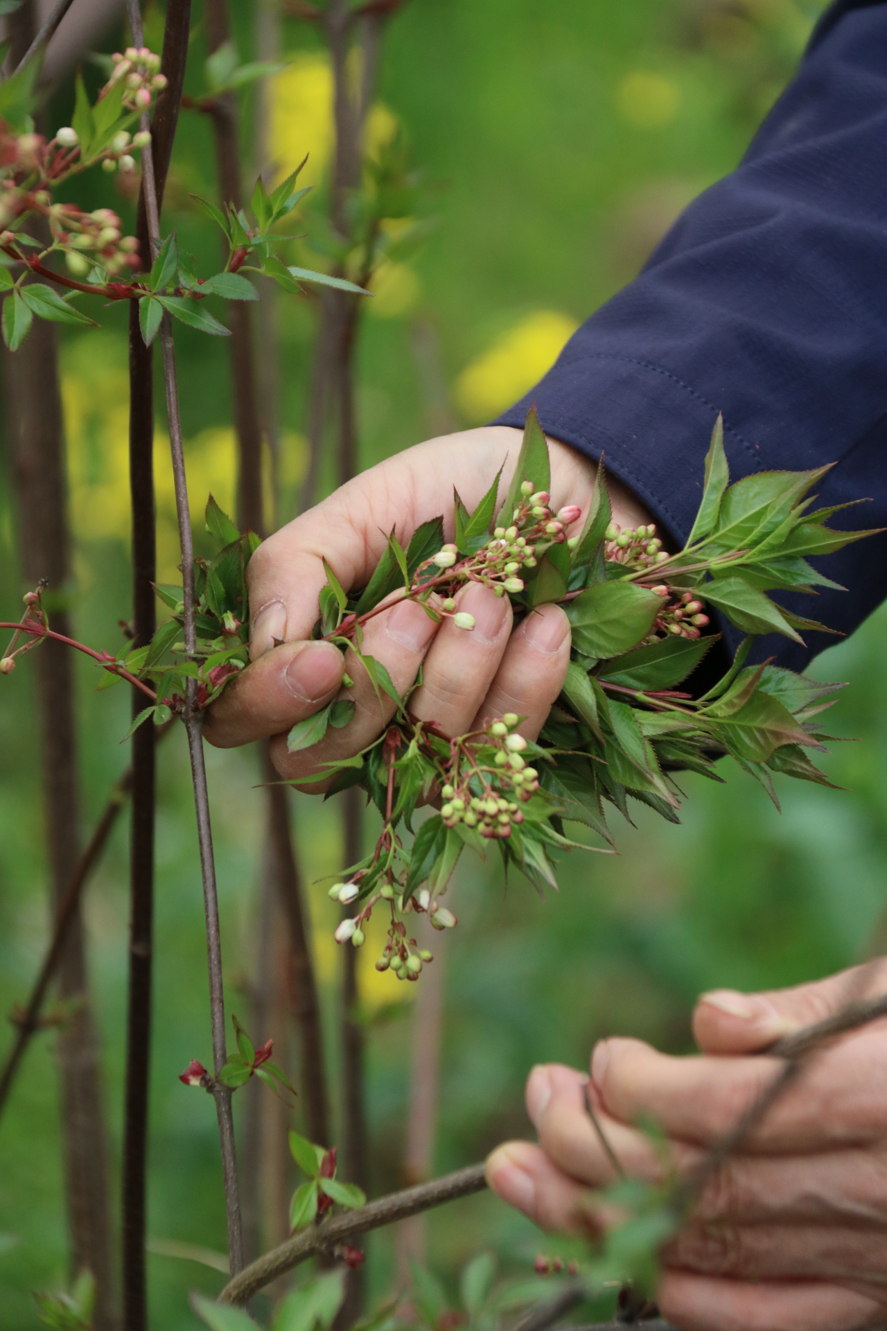 树花菜 吃法图片