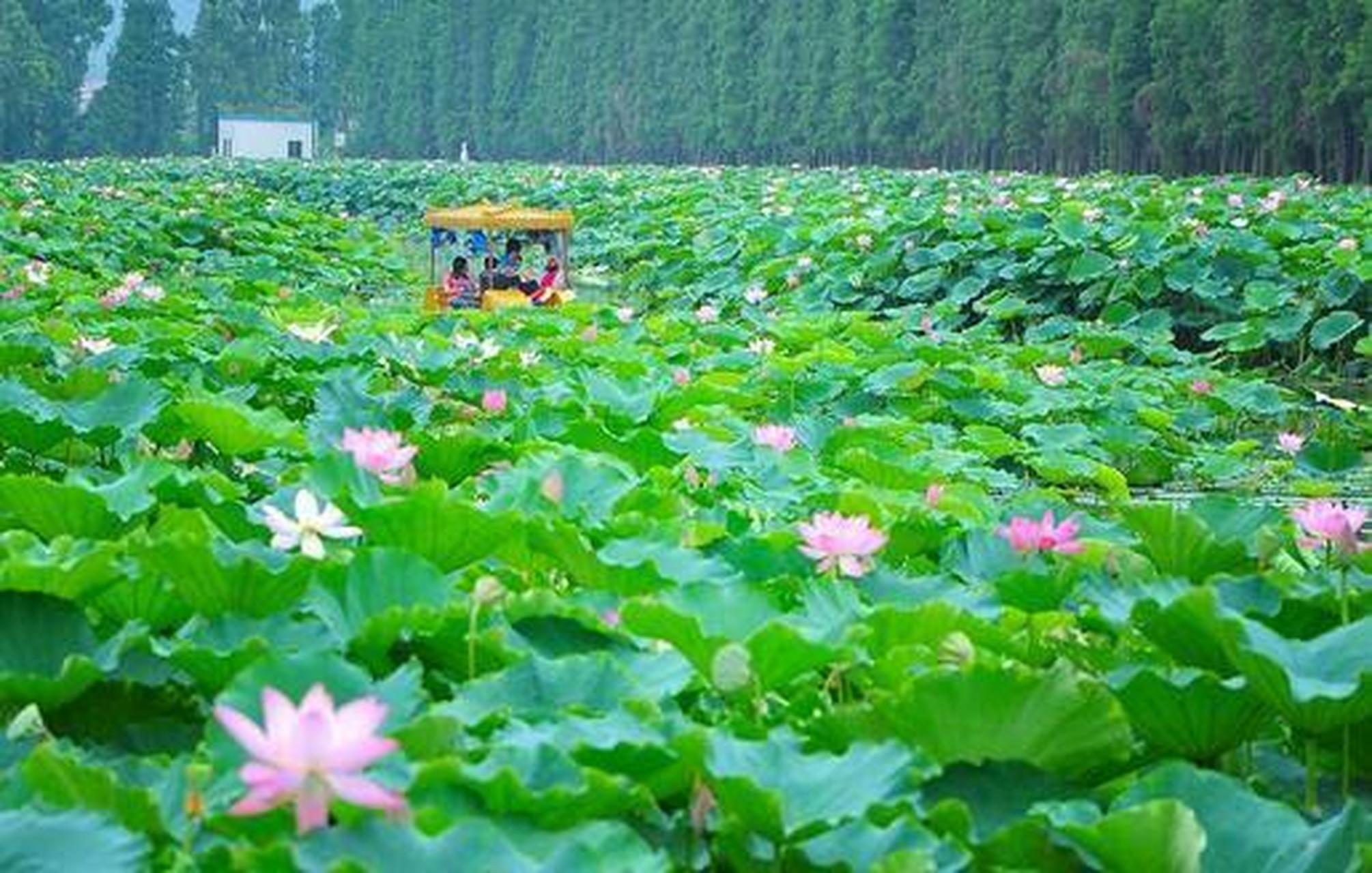 佛山三水荷花世界图片图片