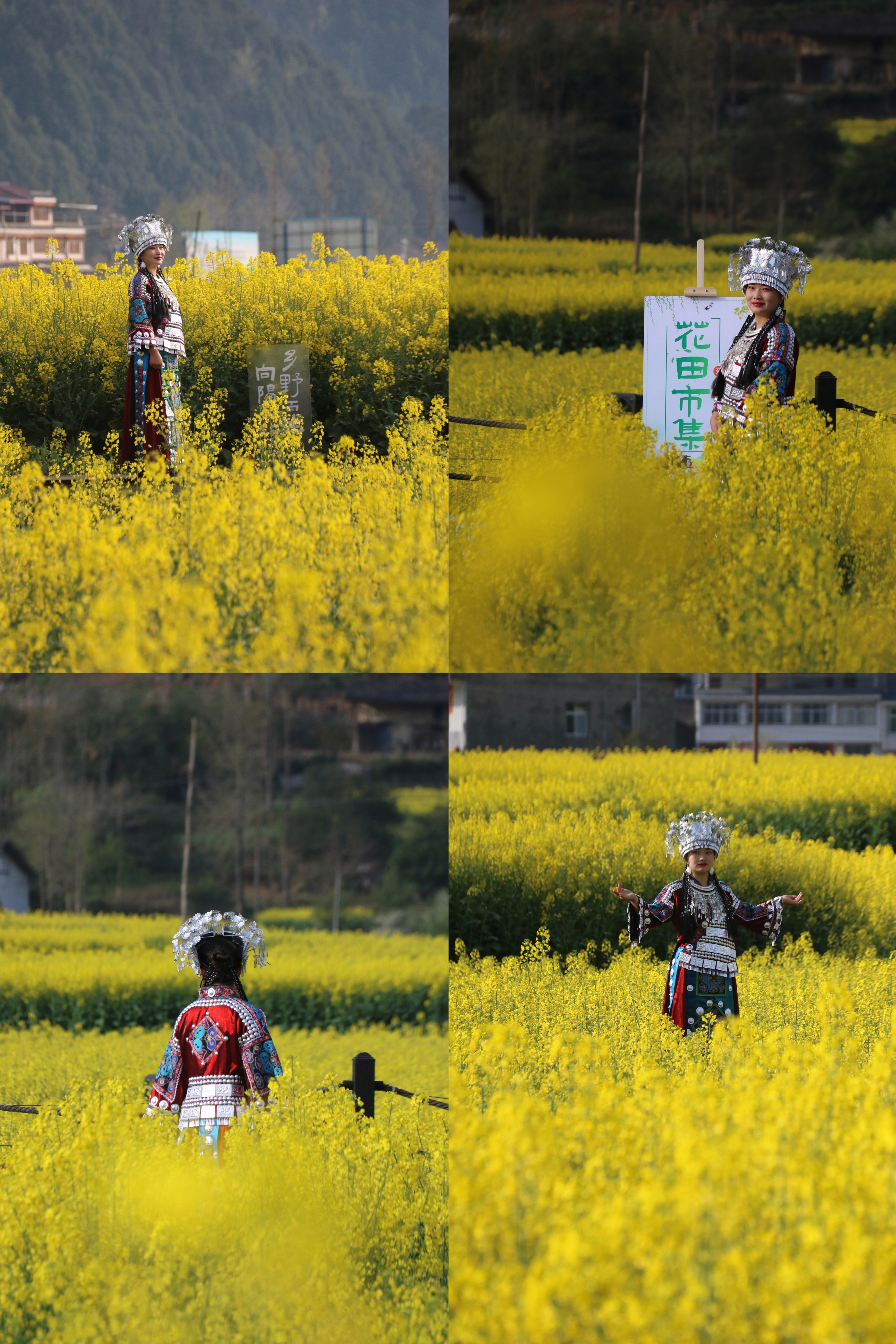 陕南油菜花图片