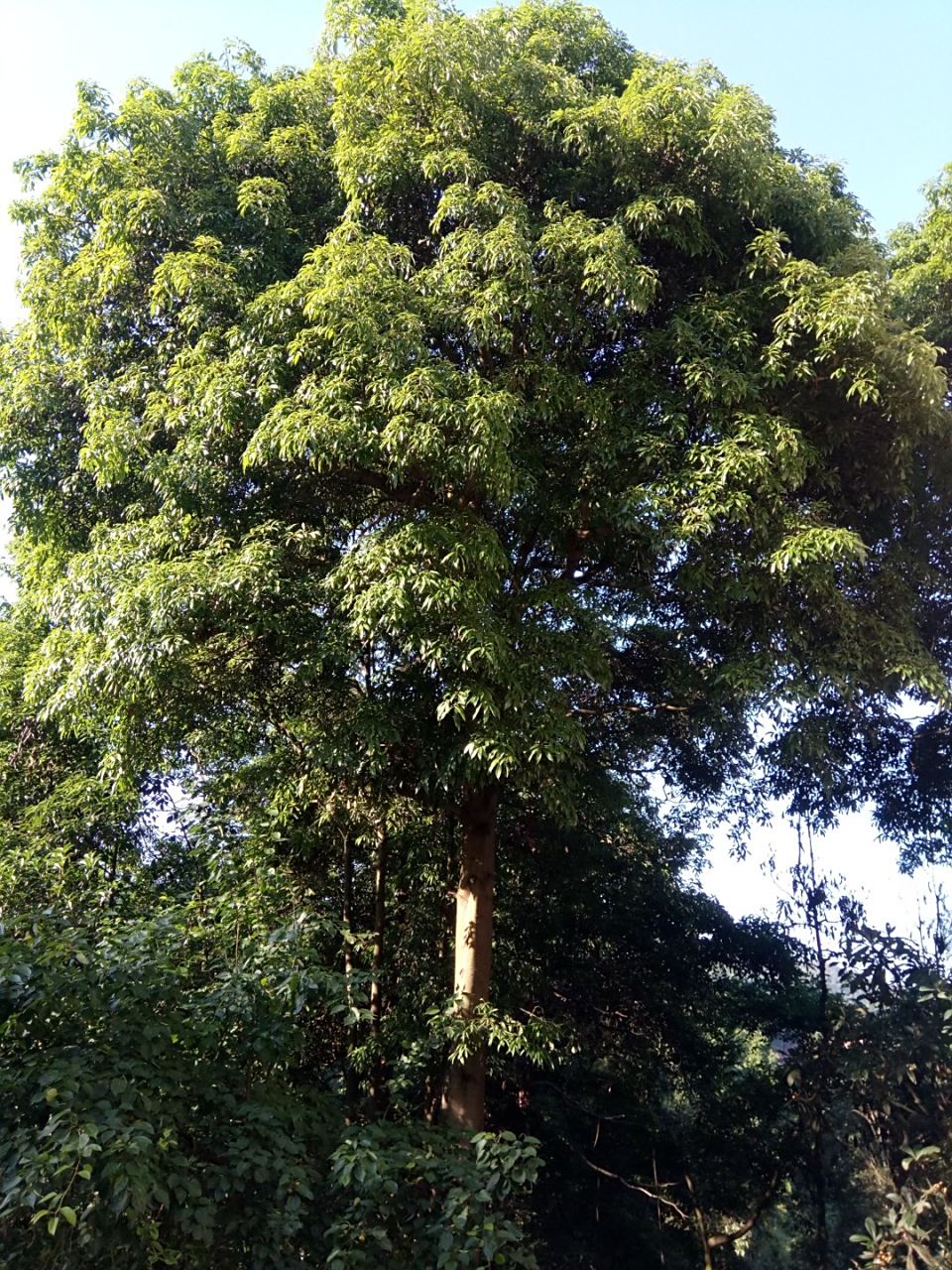 香楠,树高30米以上 直径40公分树冠十平方米以上