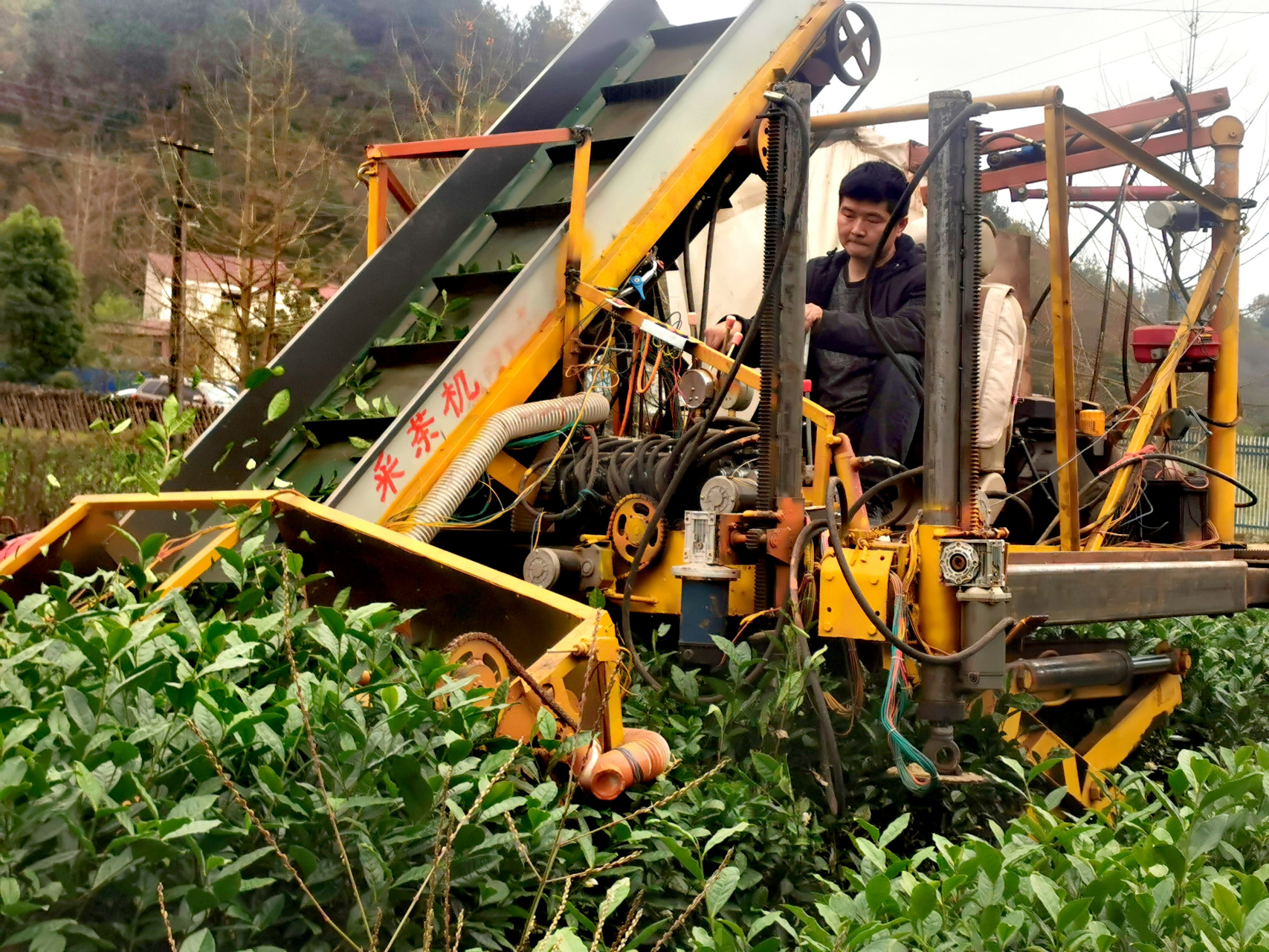 陕南茶农研发新型自动化采茶机"亮像"汉中西乡    本网讯:11月19日