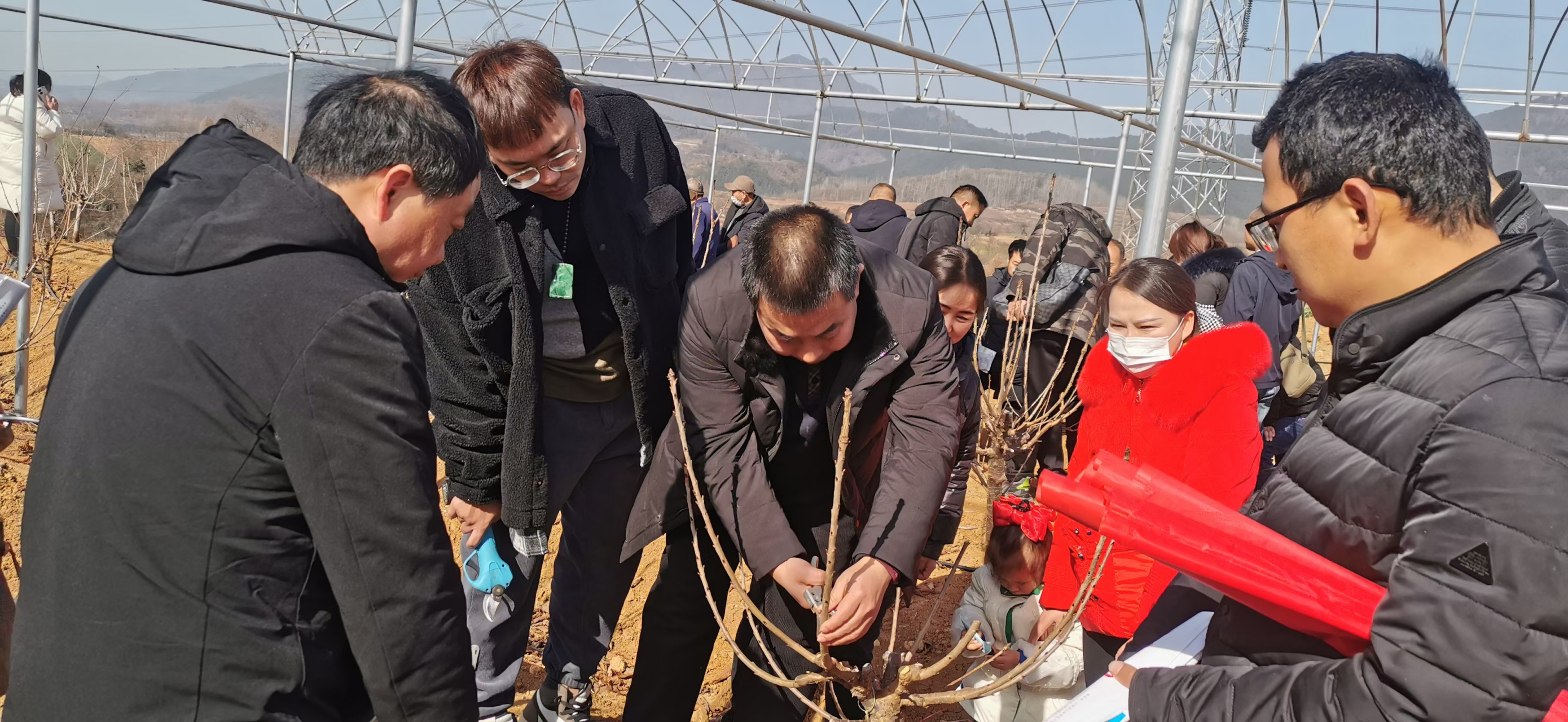 大樱桃树苗图片