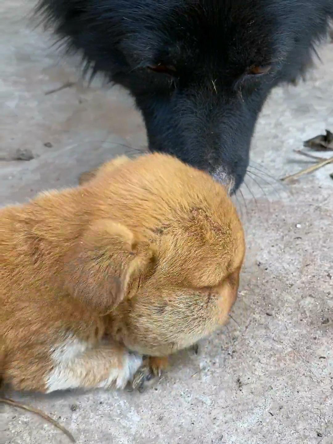 脸肿动物图片