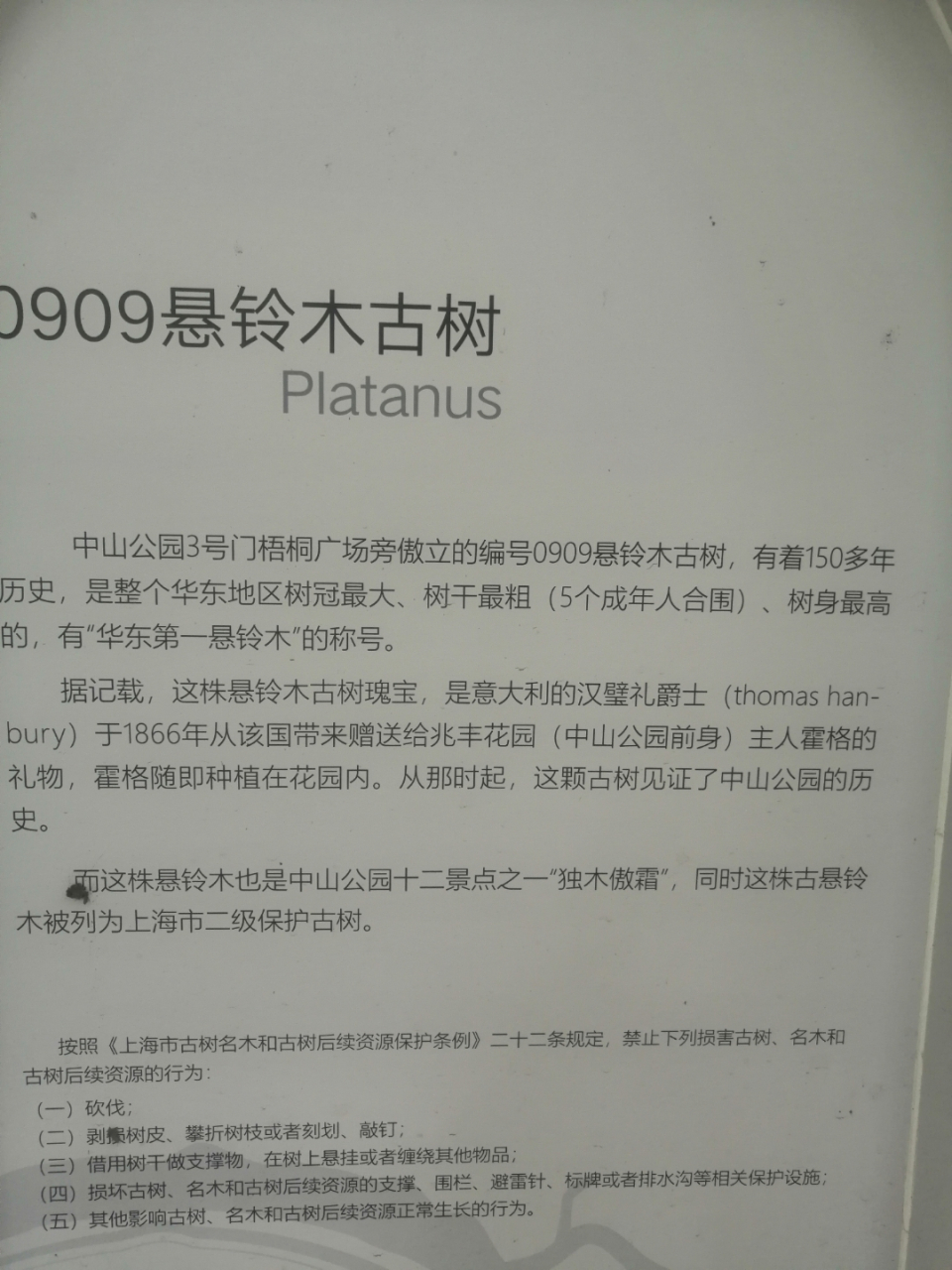 上海中山公园里的150多年的古树