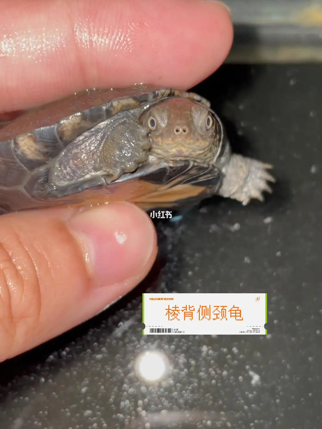 不会还有人区分不了锯齿侧颈龟与棱背侧颈龟吧? 今天生生来教您.