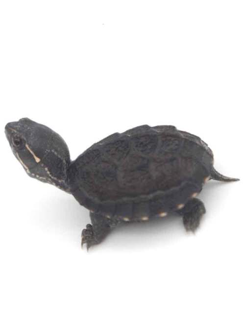 首先,最热门的蛋龟就是普通麝香龟,这也是很多人第一只养的蛋龟类哦