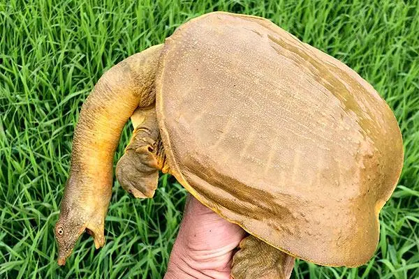 鼋鳖之辨  鼋头长颈鼻高挑,鳖首扁圆口微翘.