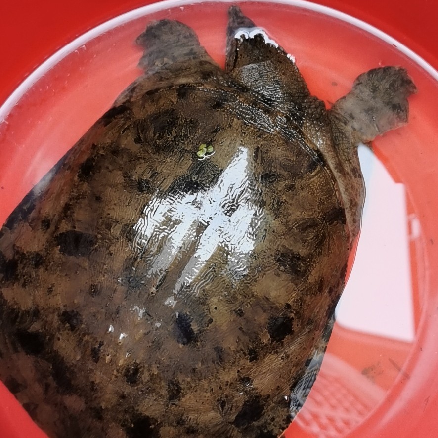 是鳖科,花棘石鳖属的龟. 它在一个近亲,叫乌鳖. 下一个动态就讲它