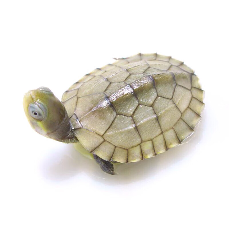 是的,小青龟就是石金钱龟的一种. 它们属于不同品种的石金钱龟.