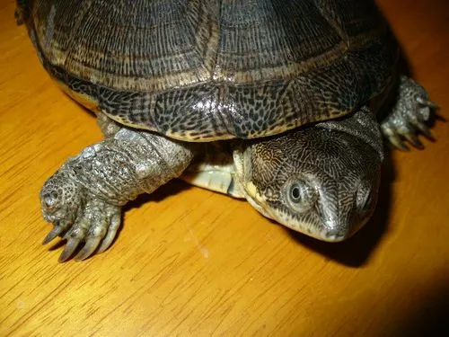 非洲侧颈龟