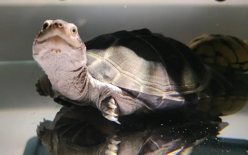 2,棱背侧颈龟的背甲耸起度比锯齿侧颈龟厉害.