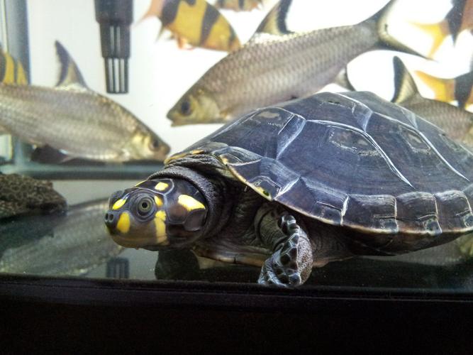 忍者神龟的原型,黄头侧颈龟.也叫黄头龟.