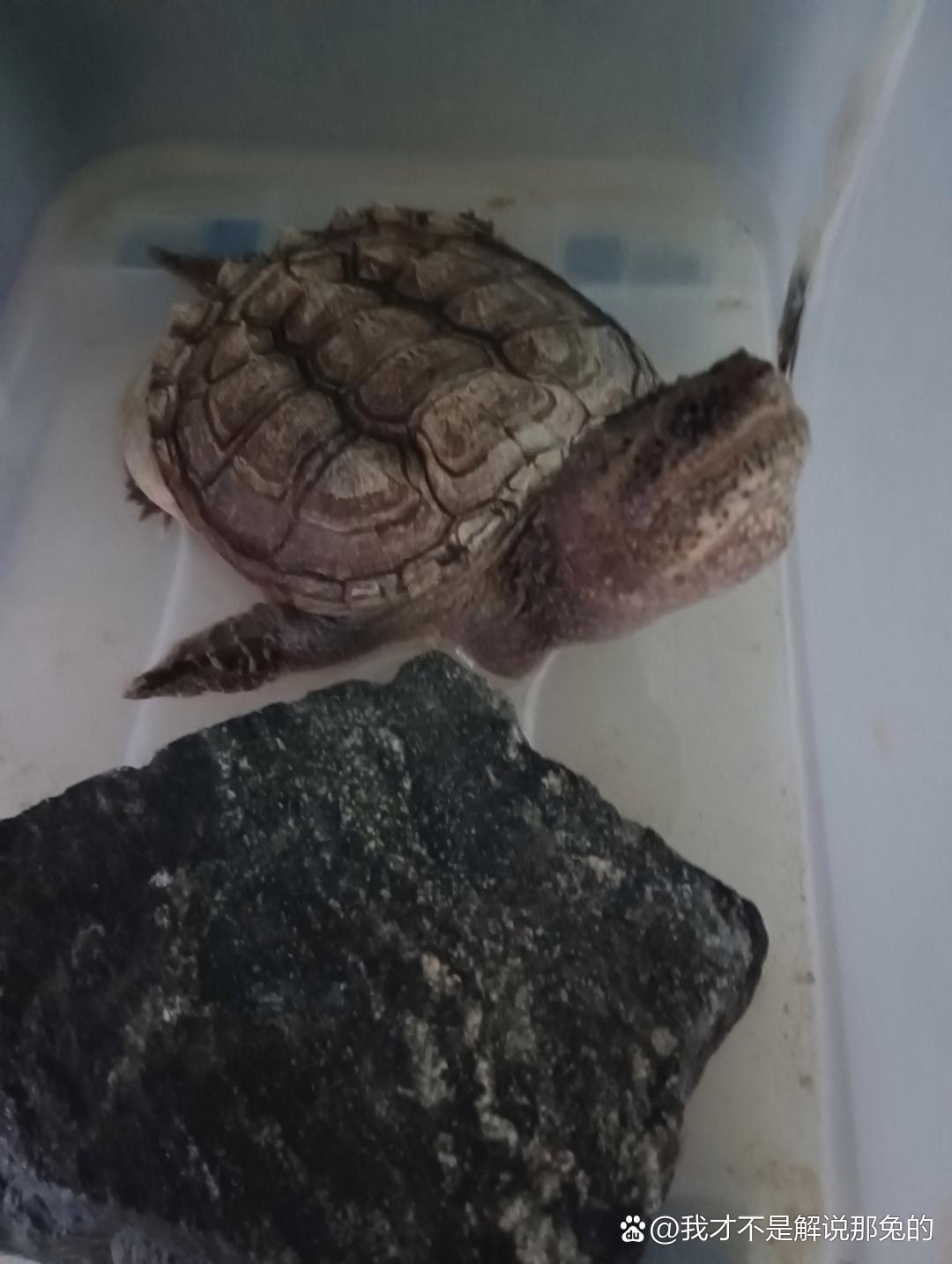 杂佛鳄龟是杂交龟类吗?