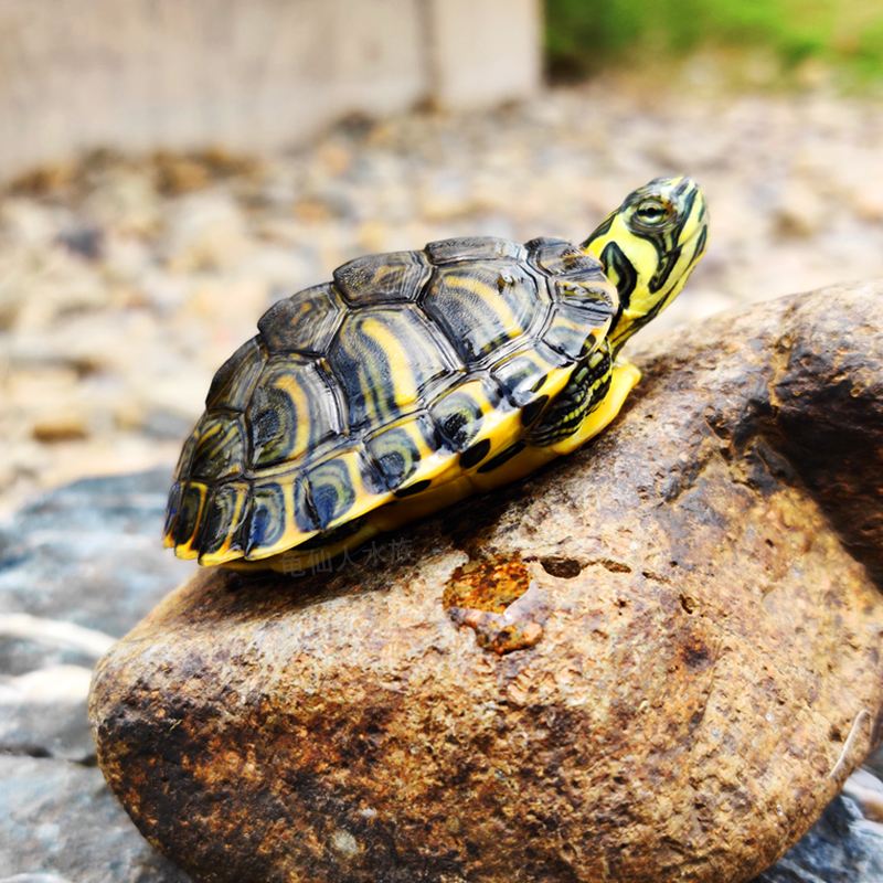 黄耳龟,又叫黄腹滑龟,密西西比黄耳龟,一种深水龟.