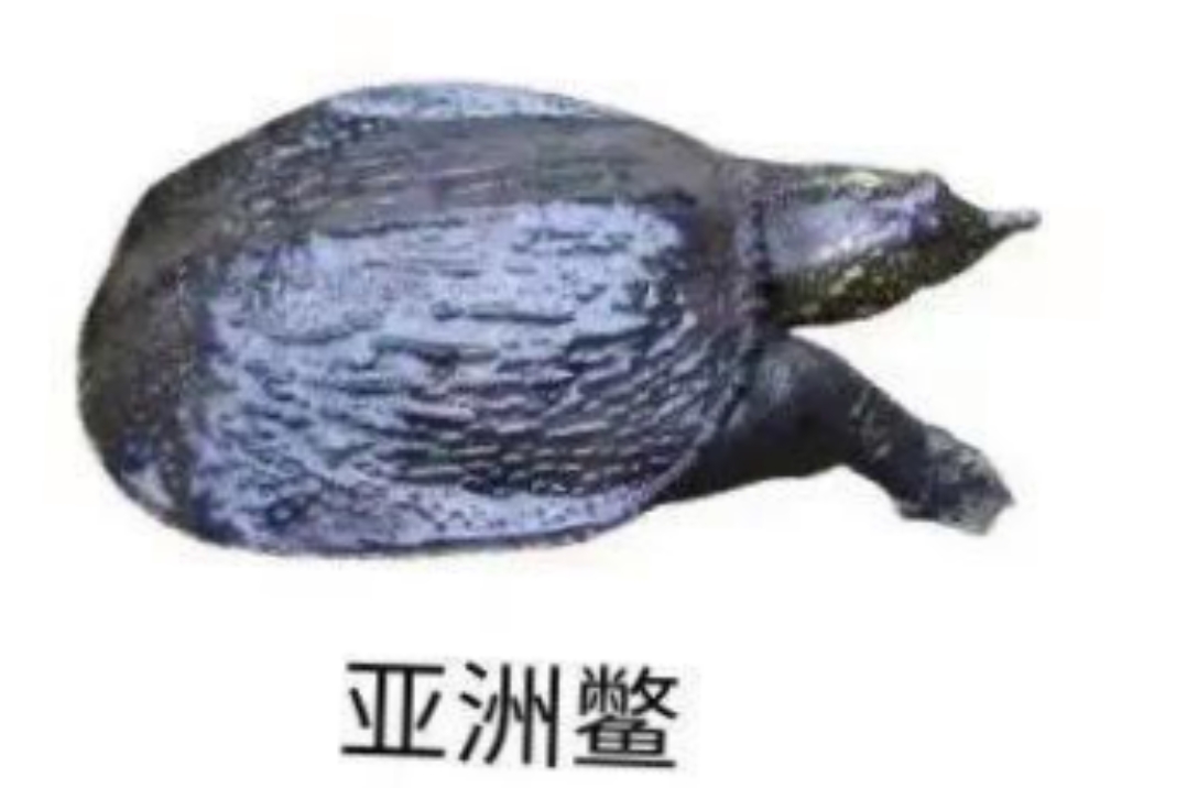 鳖中之王并不是鼋,而是亚洲鳖.