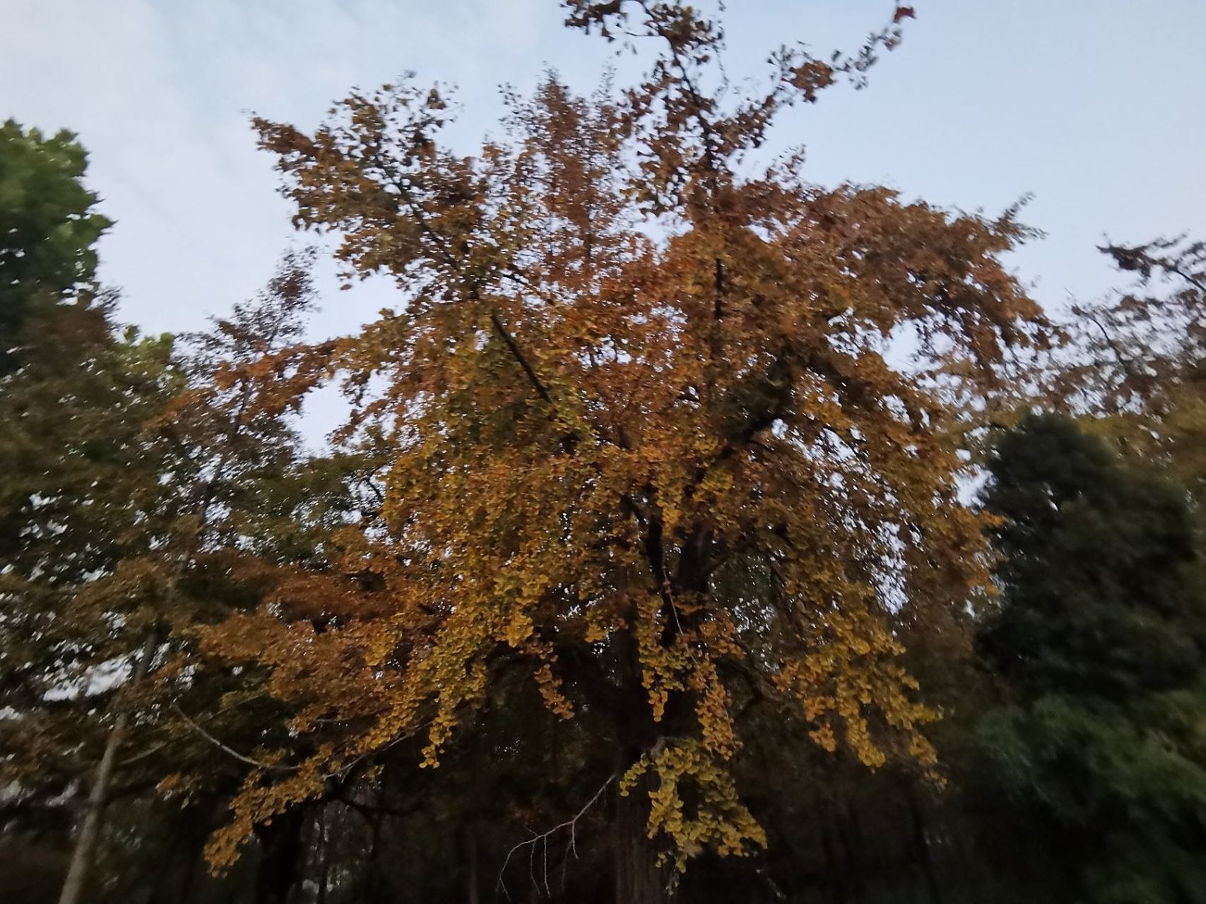 临沂市郯城县的新村,是有名的银杏之乡,深秋时节,这里风景正佳,笔者