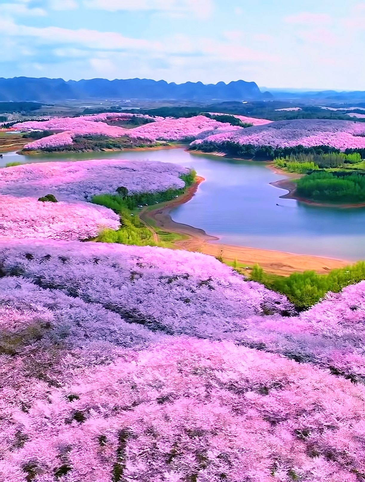 樱花树下