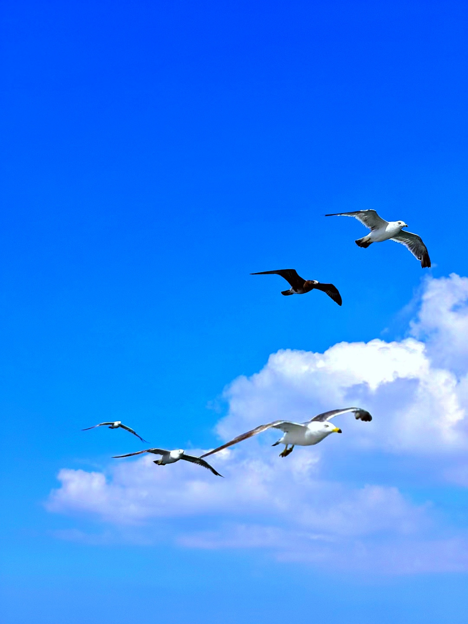 "云淡风轻,海鸥翱翔.