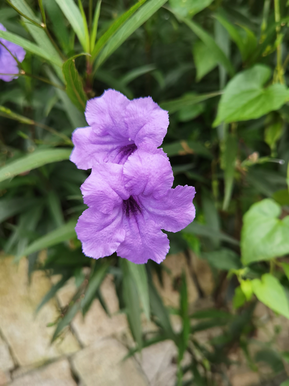 一朵,两朵,连成了一片 蓝紫色的小喇叭在微风中奏响了清晨的乐章 你听