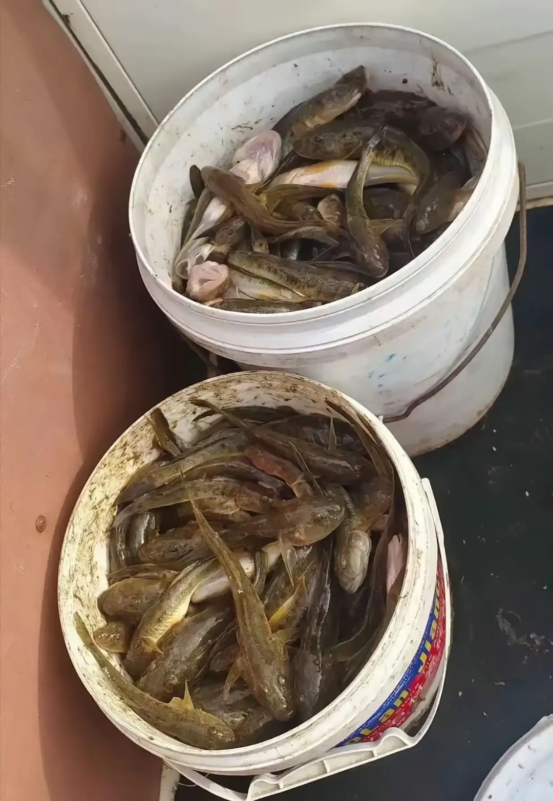 乡下亲戚送过来一些小怪鱼,他信誓旦旦地讲,这鱼在城里可买不着