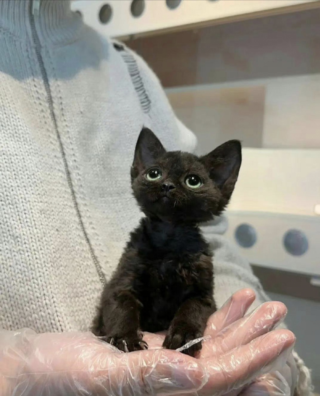 今天到宠物店给我家猫猫洗澡,看到这样一个小精灵,全身都是黑的,太